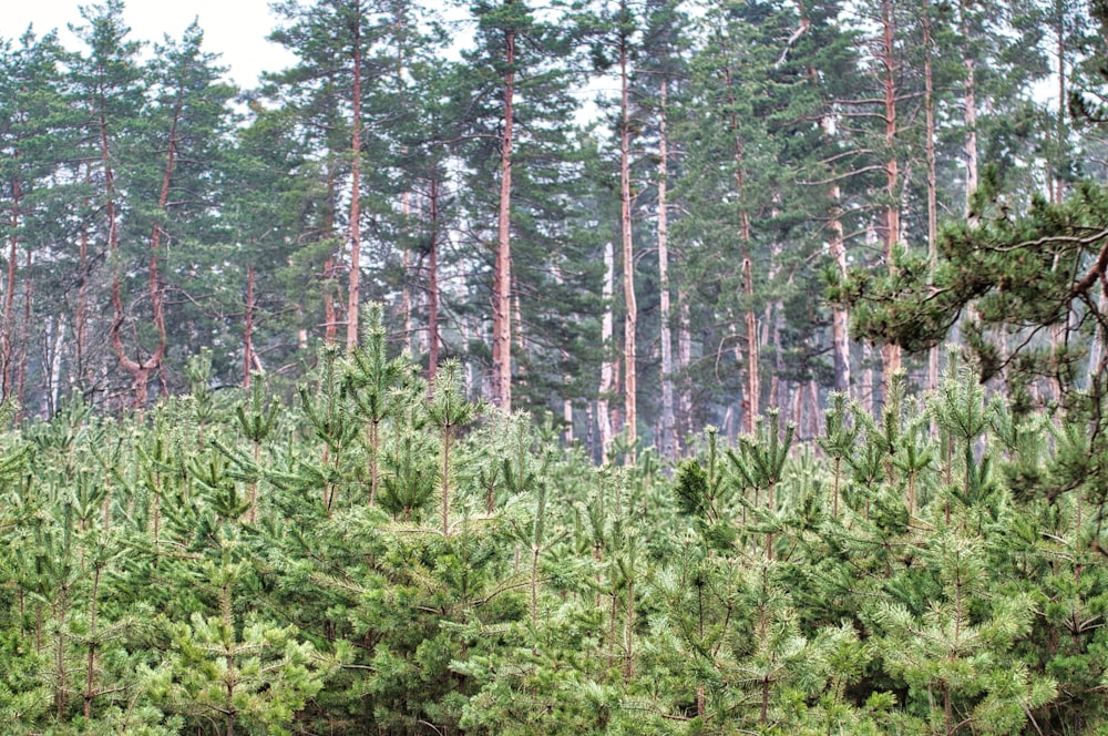 green trees and plants during daytime