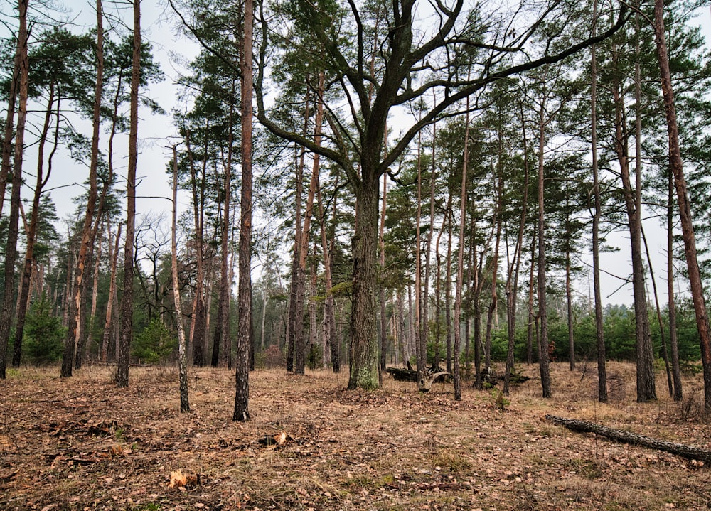 alberi verdi su campo di erba marrone durante il giorno