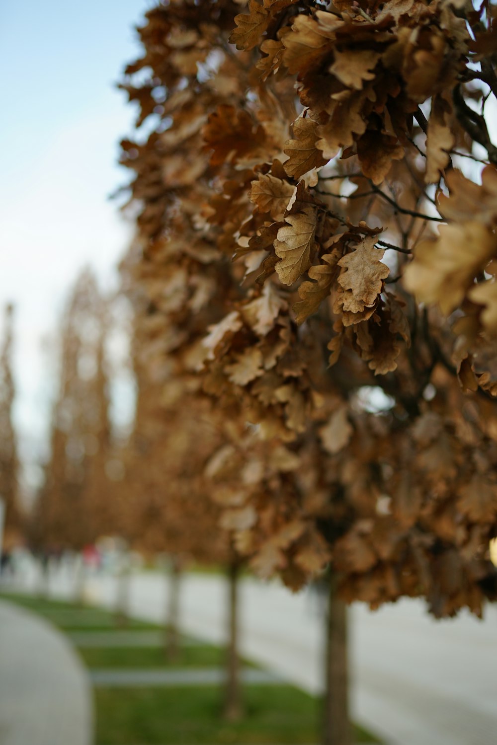 brown leaves on tree branch during daytime