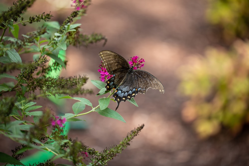 black and white butterfly perched on green plant