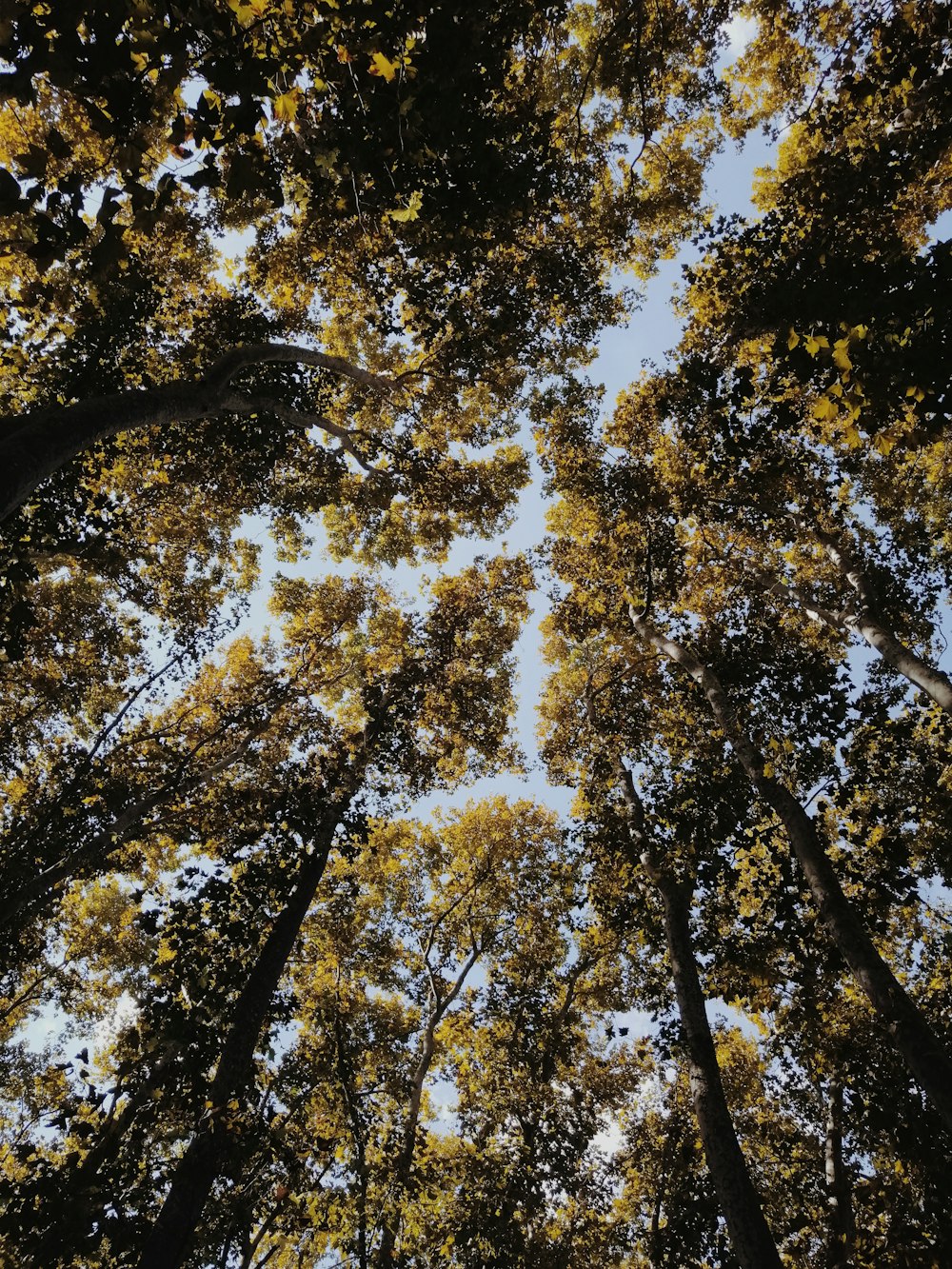 low angle photography of green trees during daytime