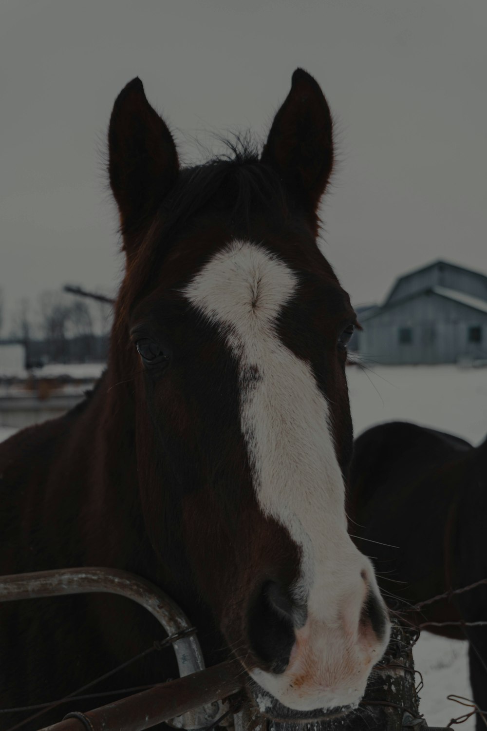 cheval brun et blanc sur clôture en bois marron pendant la journée