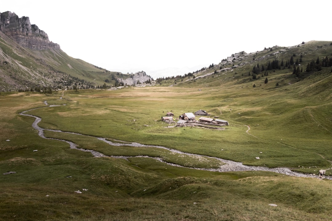 green grass field and mountain