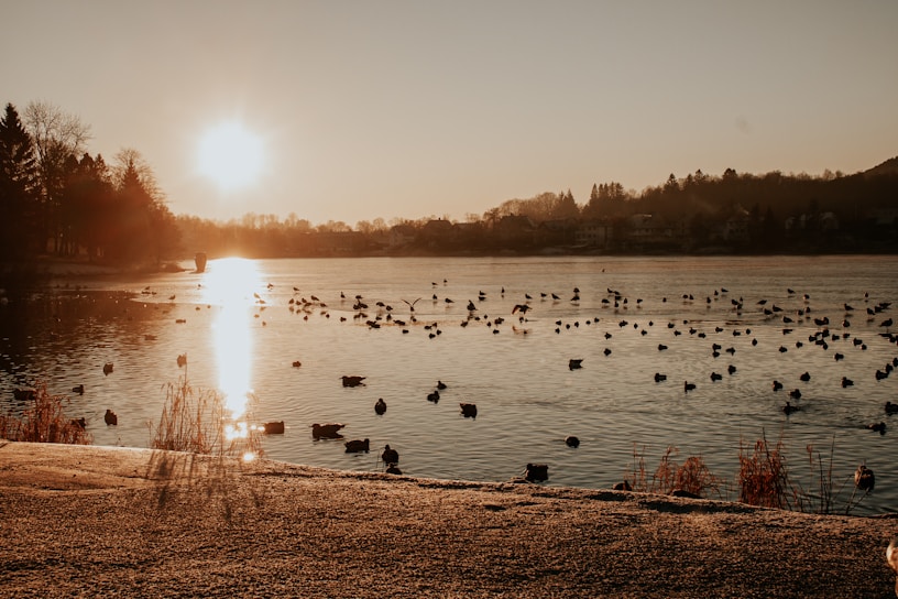 A picturesque view of a duck farm at sunset.