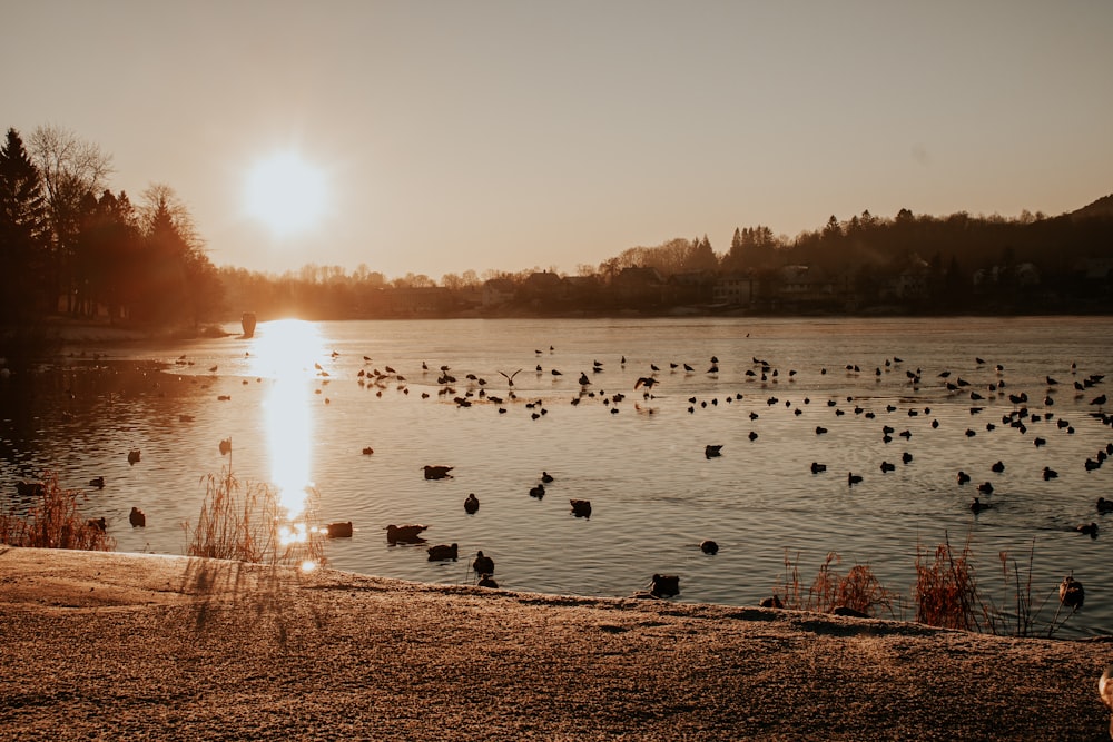 flock of swans on lake during sunset