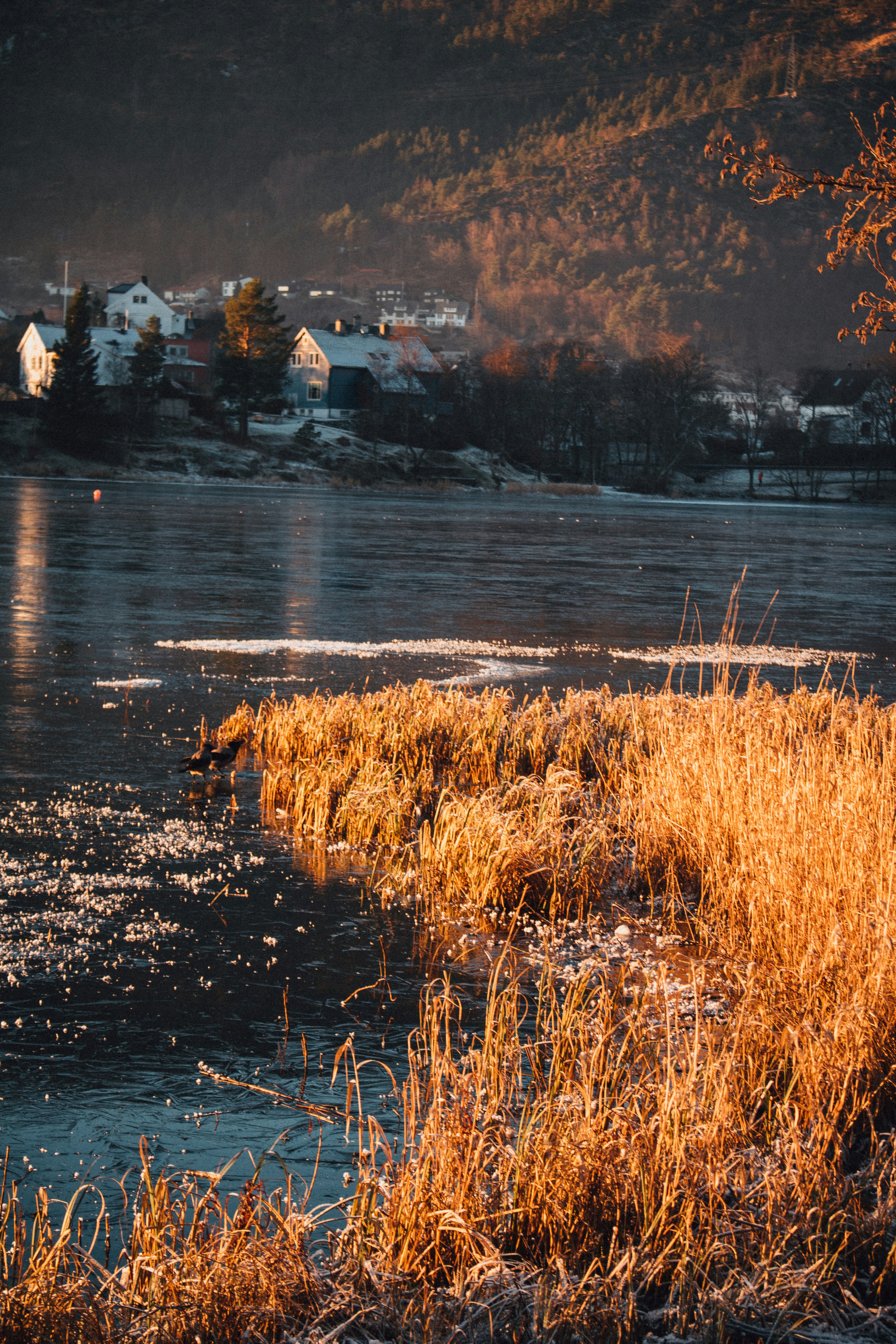 Programming Languages