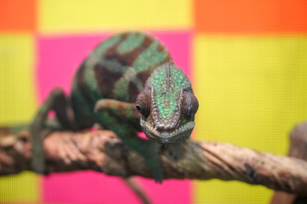 green and black chameleon on brown tree branch