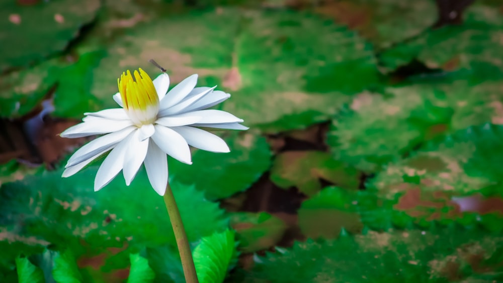 white and yellow flower in tilt shift lens