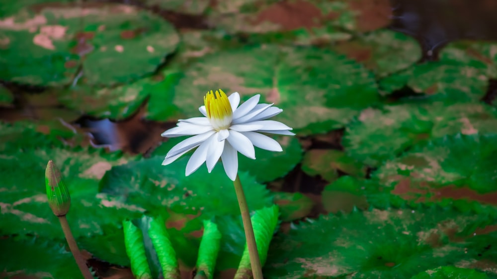 white and yellow flower in tilt shift lens