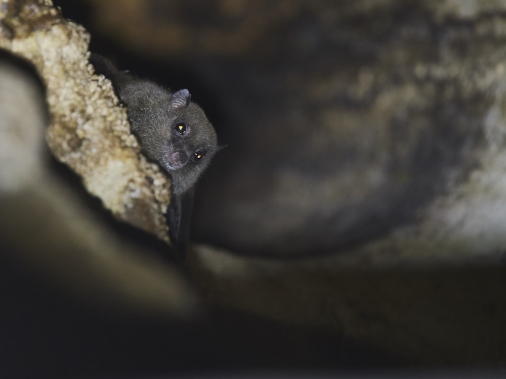 gray rodent on brown rock