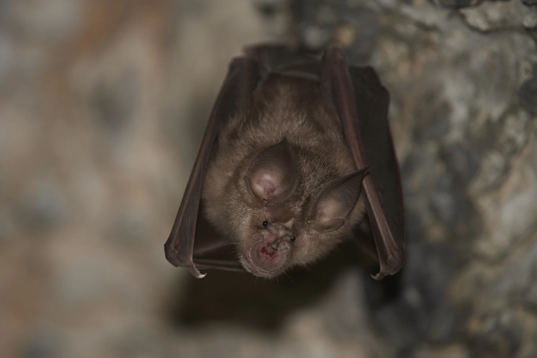 A small bat hanging head-down from a rock face with its wings folded