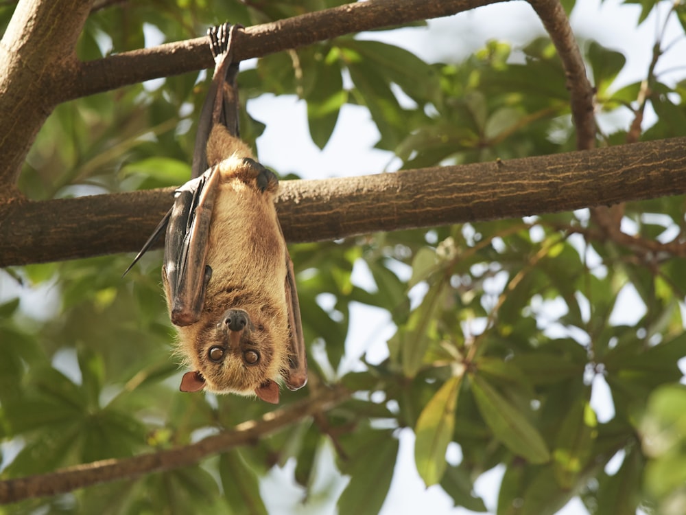 borboleta marrom e preta no galho marrom da árvore durante o dia