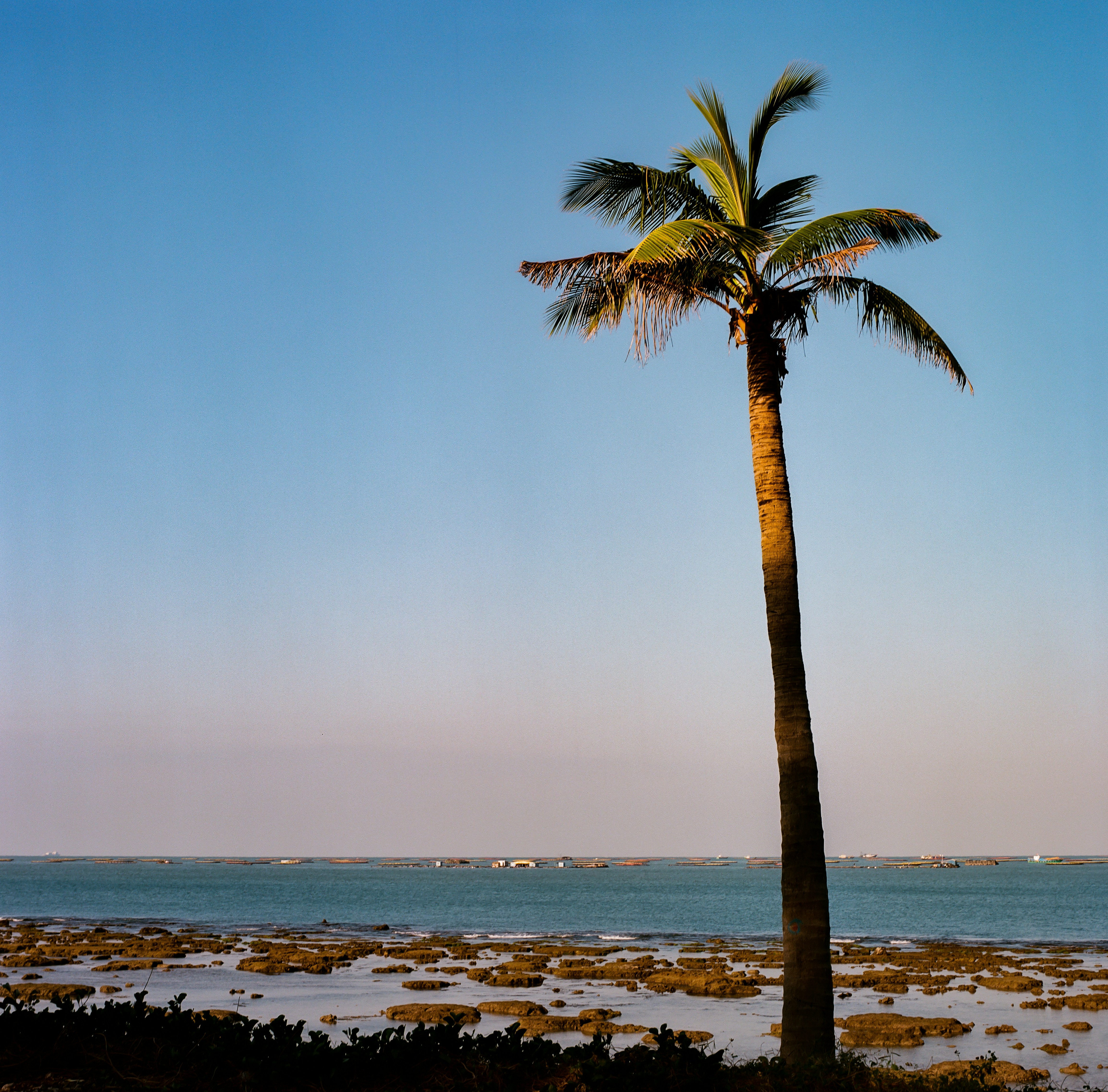 Palm Harbor, Florida