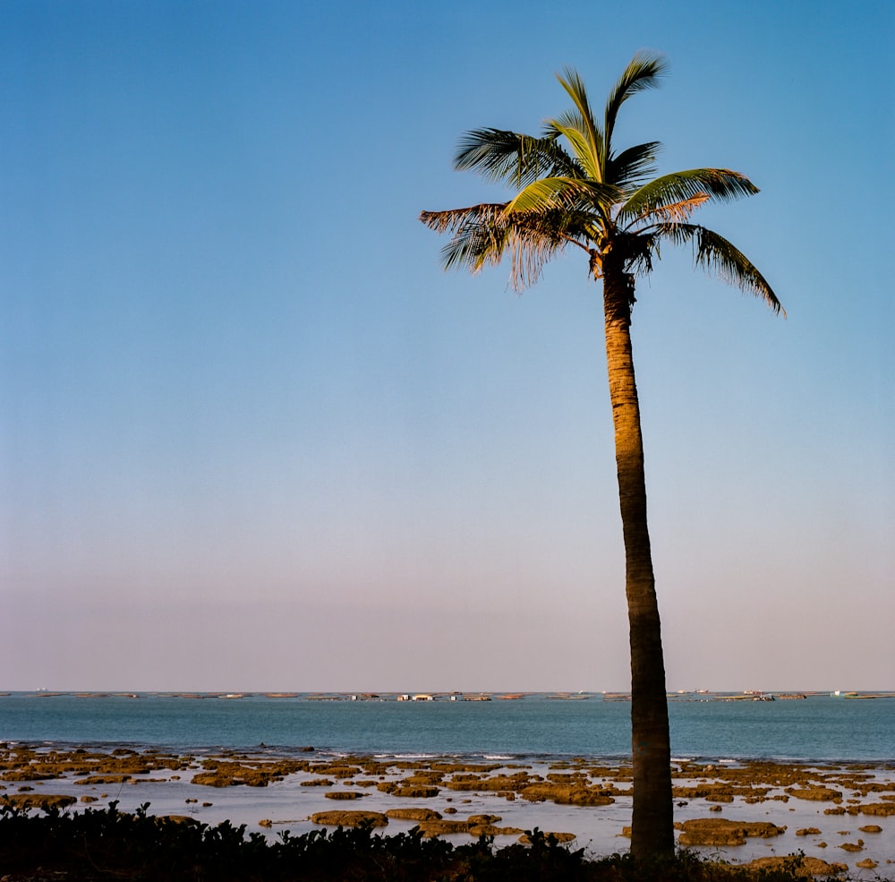 palm tree on beach shore during daytime