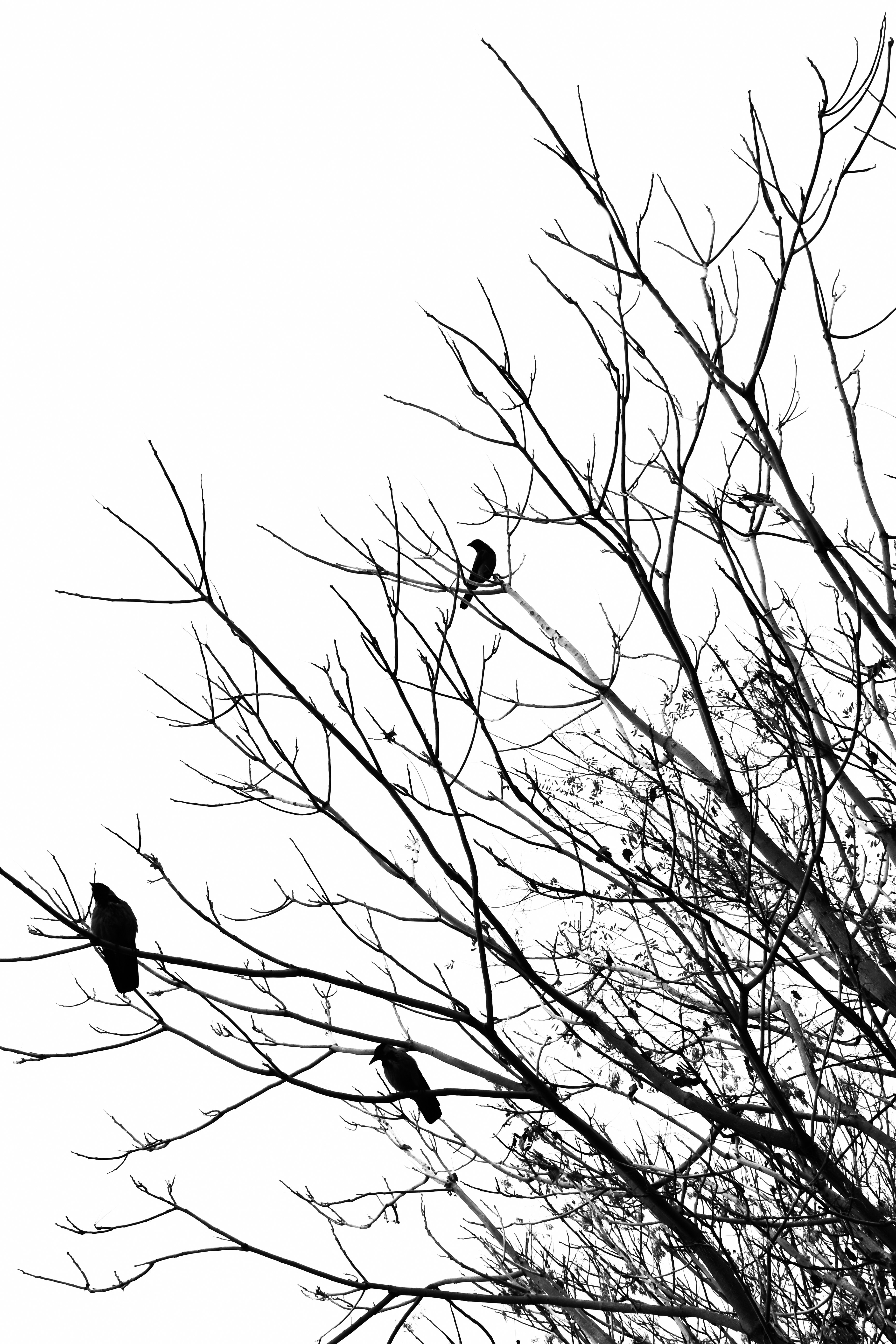 bird on bare tree branch