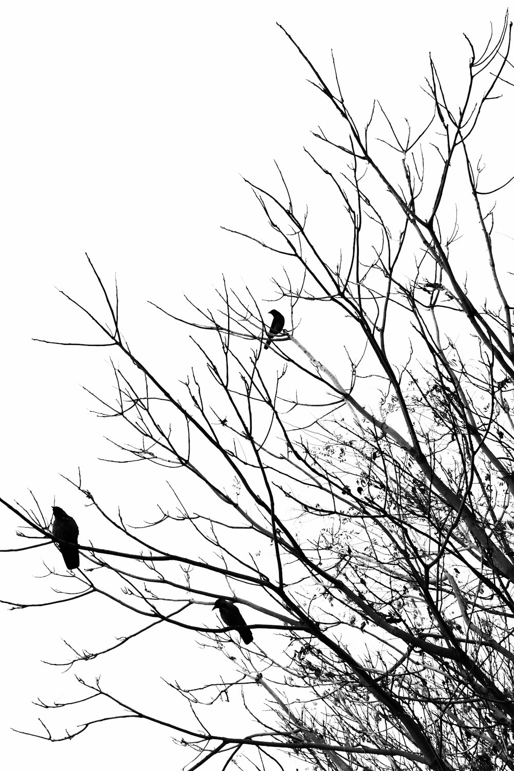 bird on bare tree branch