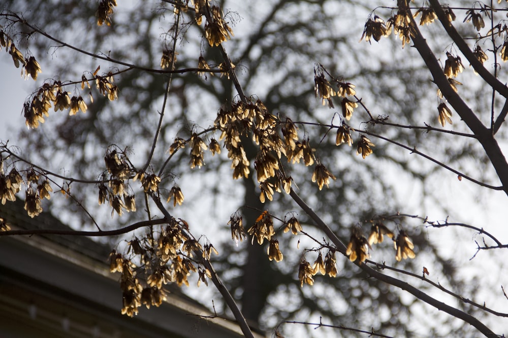 brown leaves on tree branch during daytime