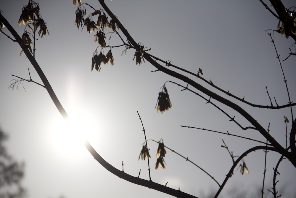 birds on bare tree during daytime