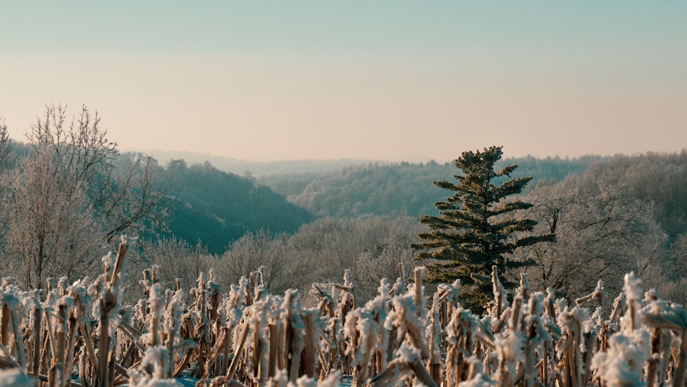 green and brown trees under white sky during daytime