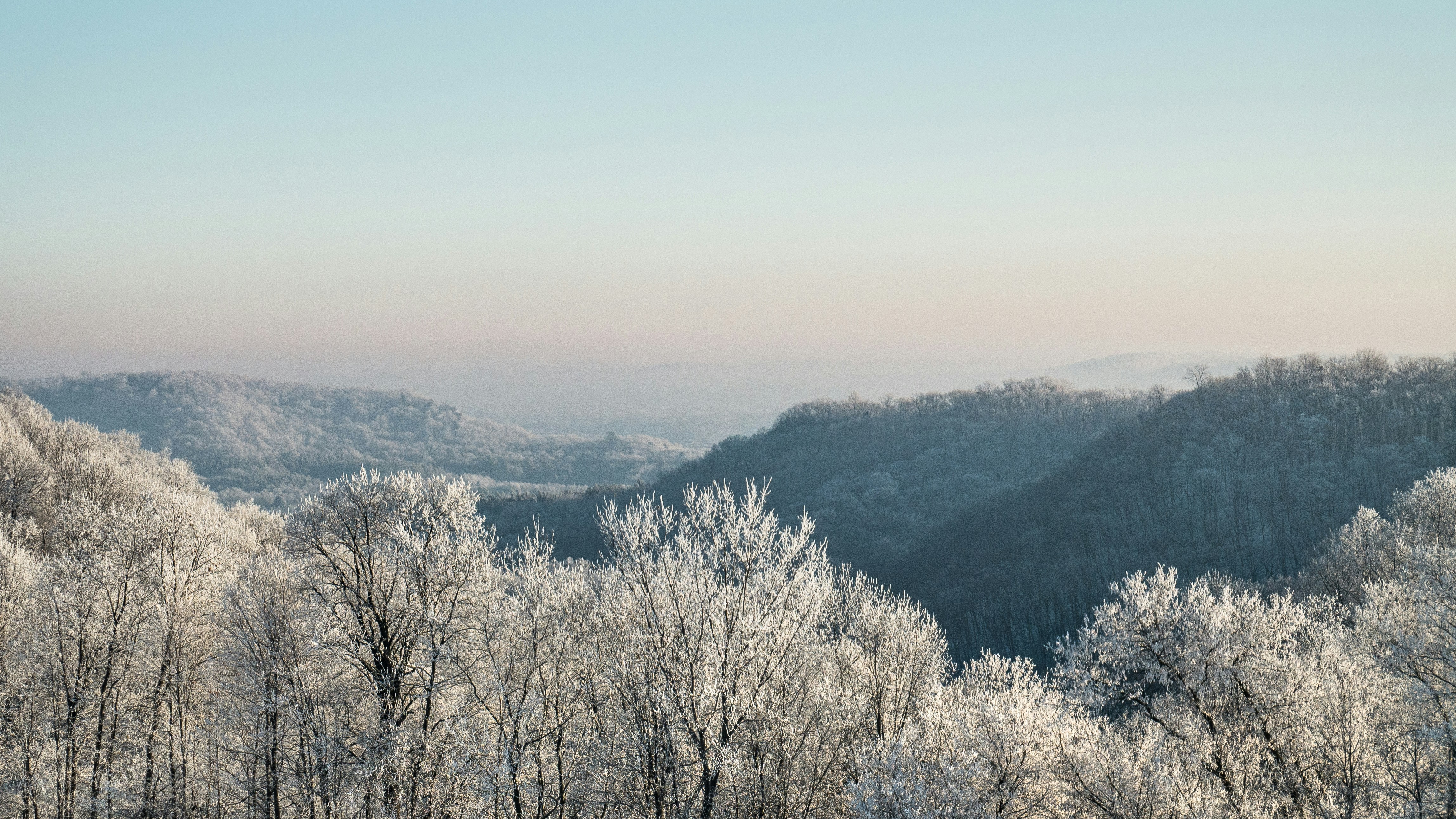 brown trees on mountain during daytime