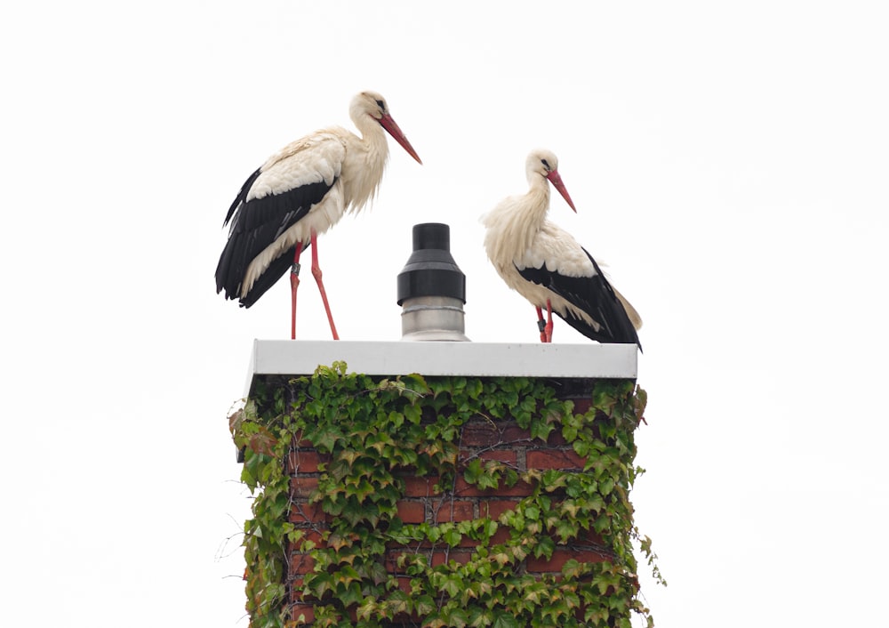 two storks are perched on top of a chimney