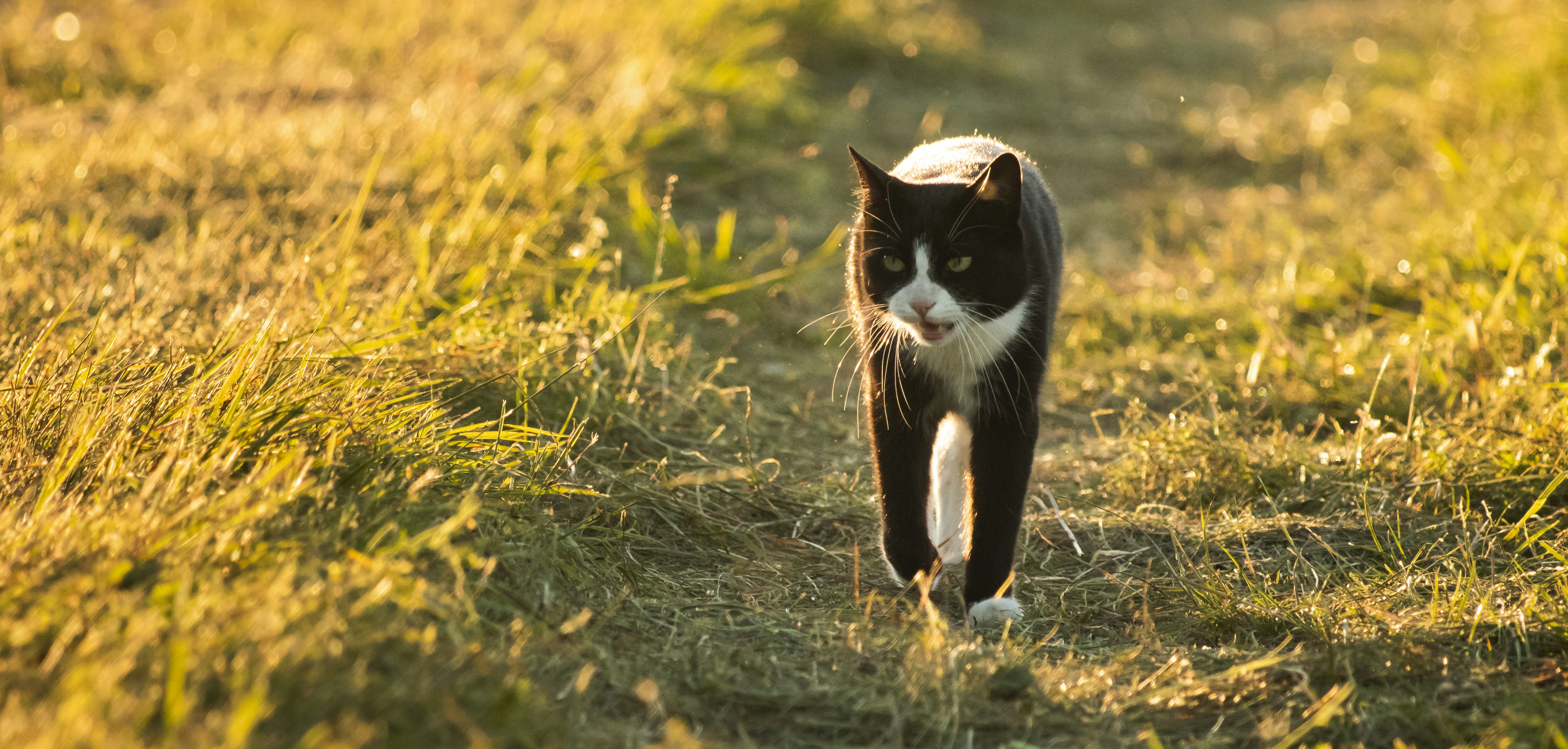 Why Cats Rarely Meow at Each Other (image credits: unsplash)