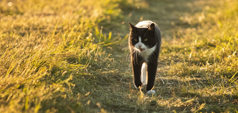 a black and white cat walking across a grass covered field