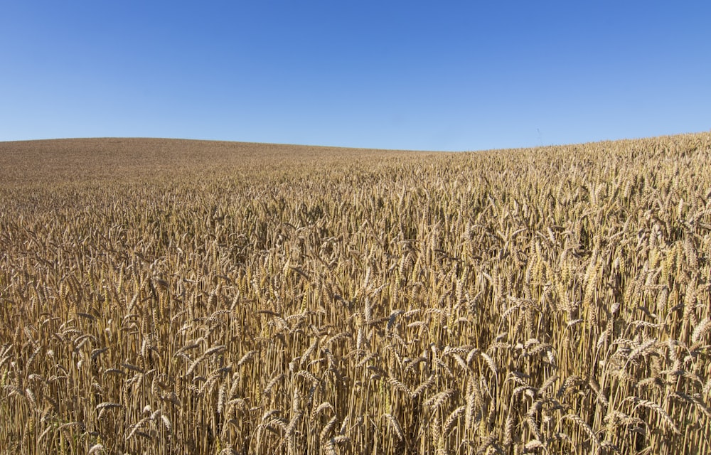 a large field of ripe wheat on a sunny day