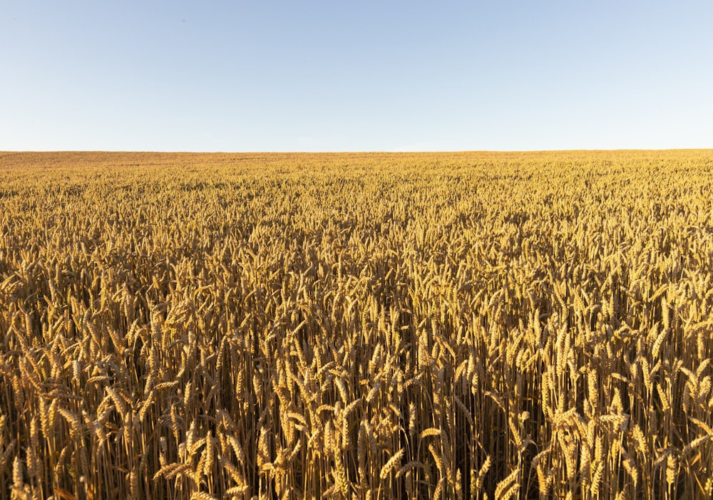 Un gran campo de trigo maduro en un día soleado