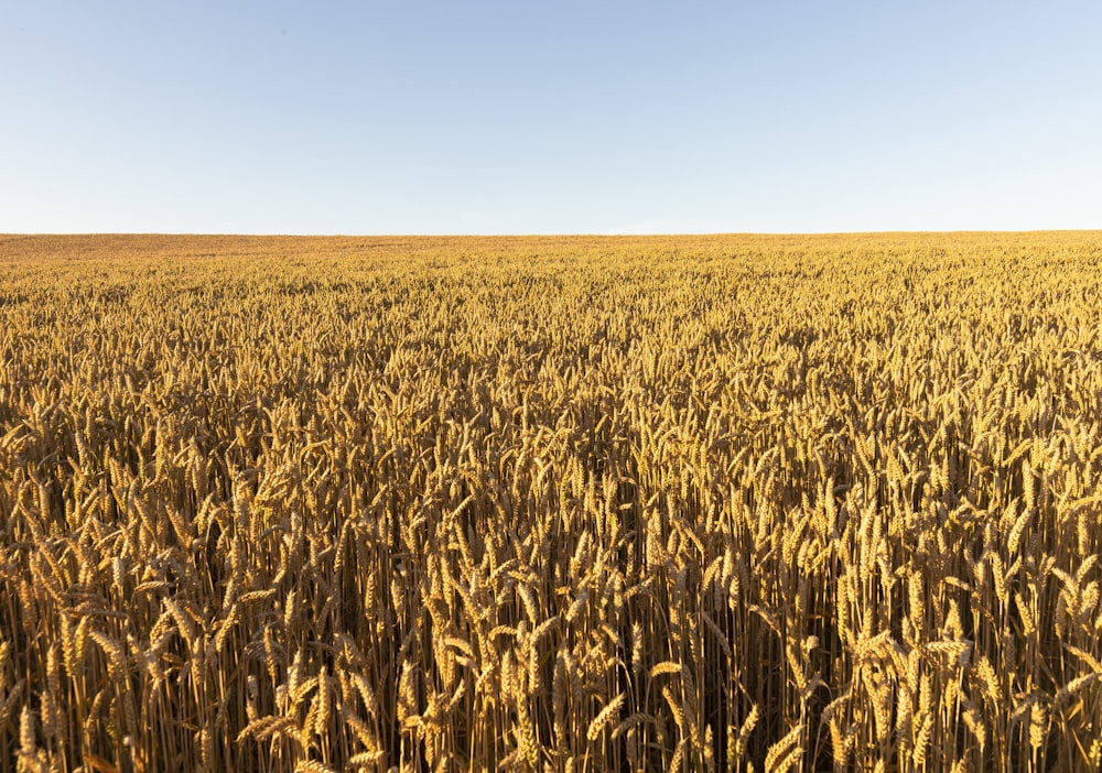 Un grande campo di grano maturo in una giornata di sole