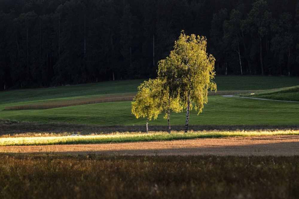 a lone tree in a grassy field with trees in the background