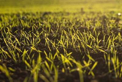 a field of grass with the sun shining on it