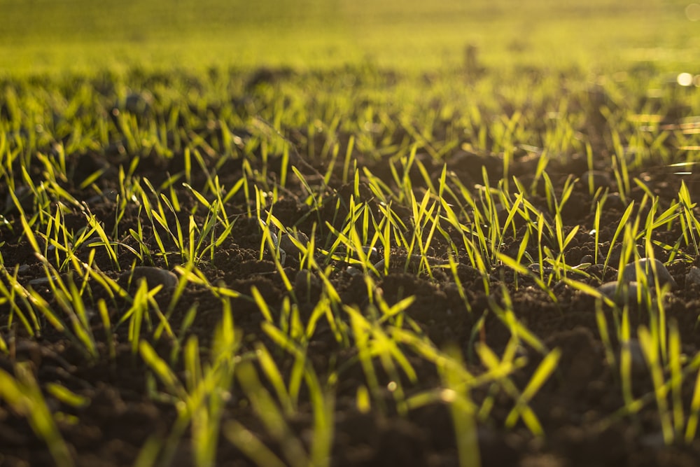 a field of grass with the sun shining on it