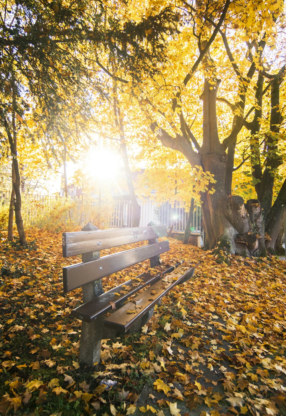 a park bench sitting in the middle of a leaf covered park