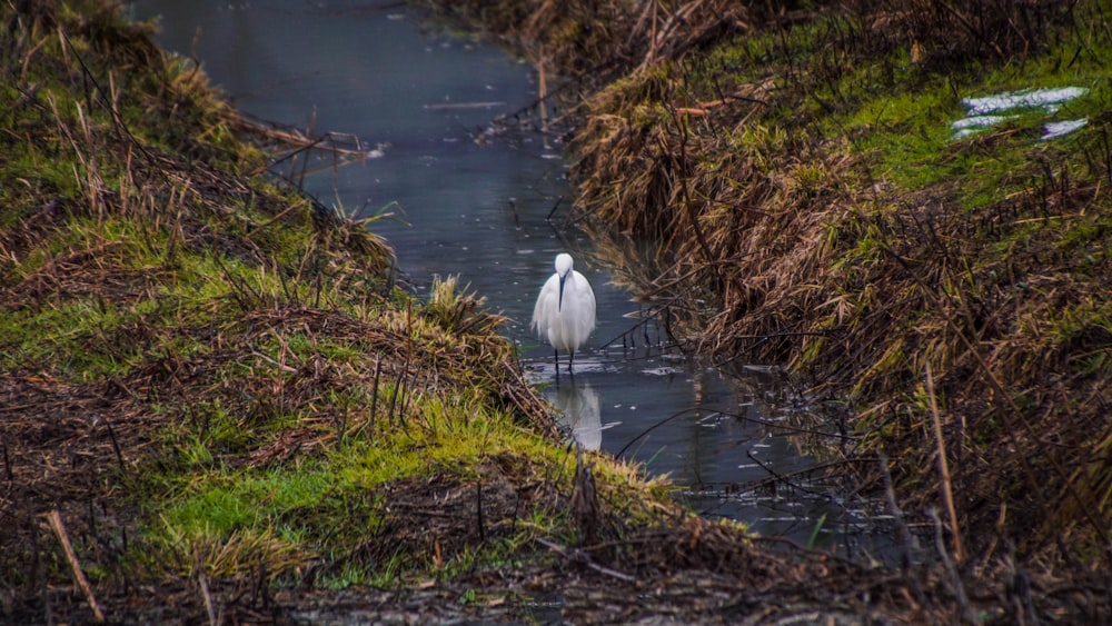 white bird on body of water during daytime