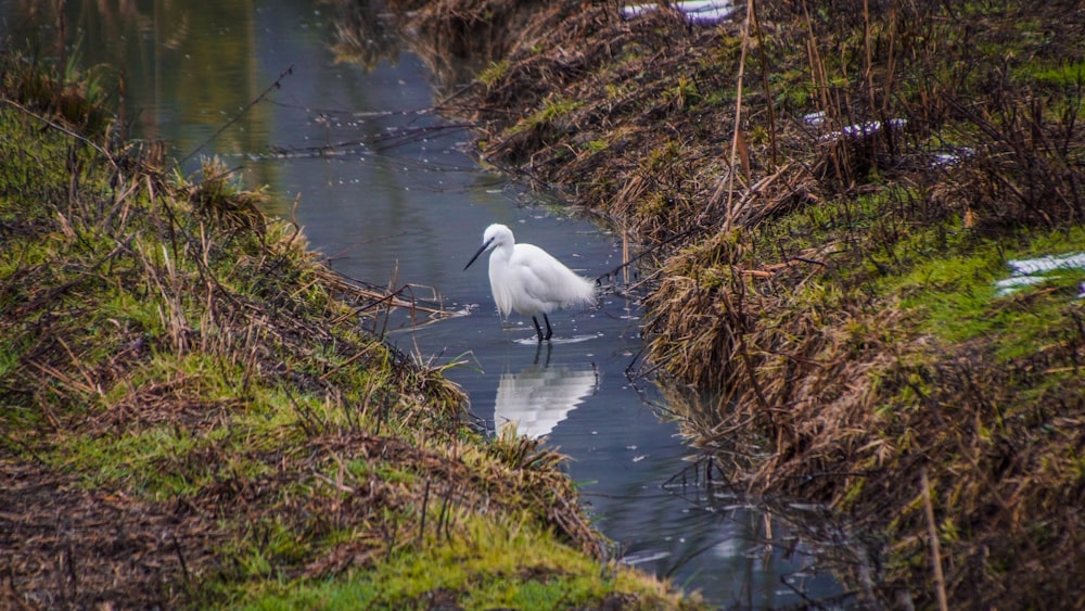 white bird on river during daytime