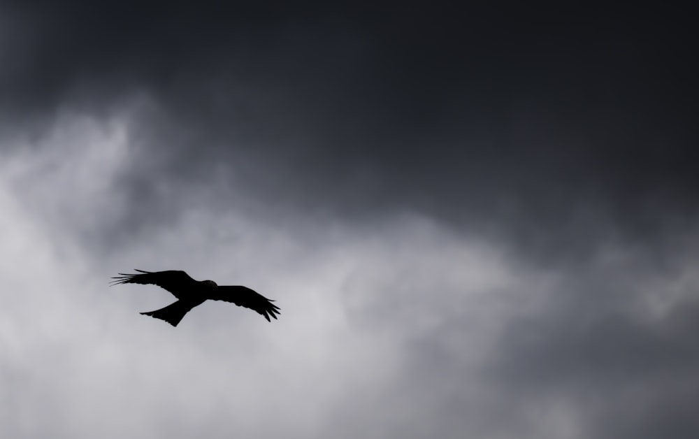 Schwarzer Vogel fliegt am Himmel