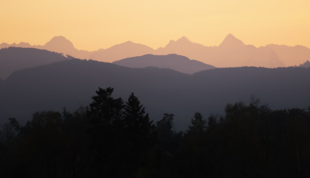 silhouette of trees during sunset