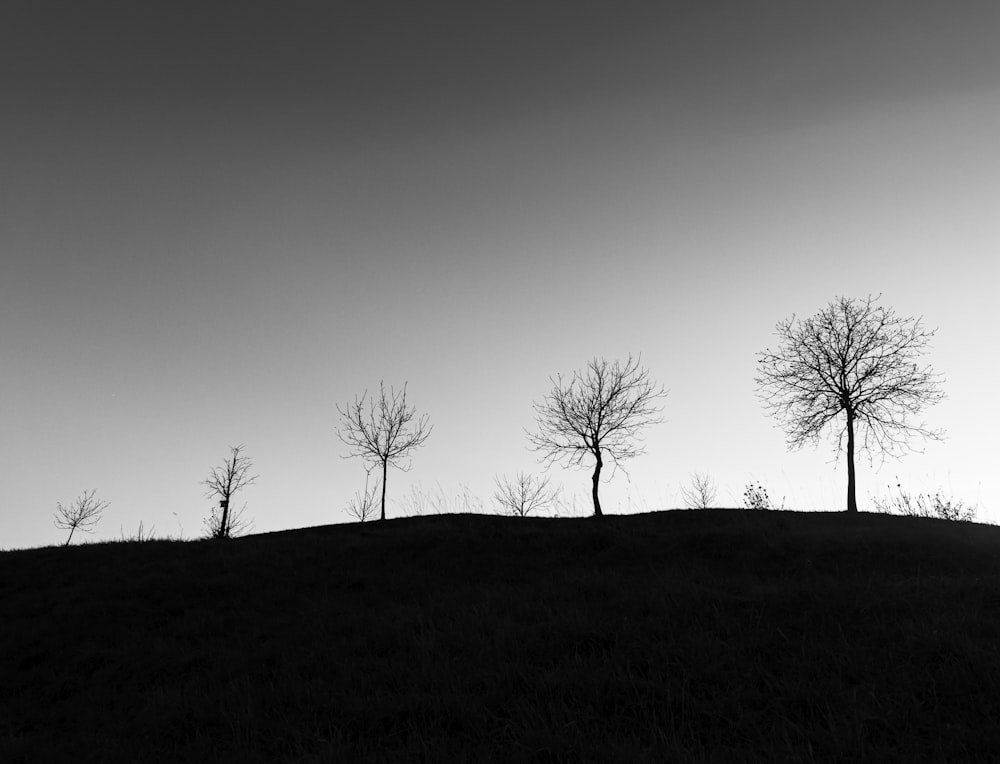grayscale photo of leafless trees