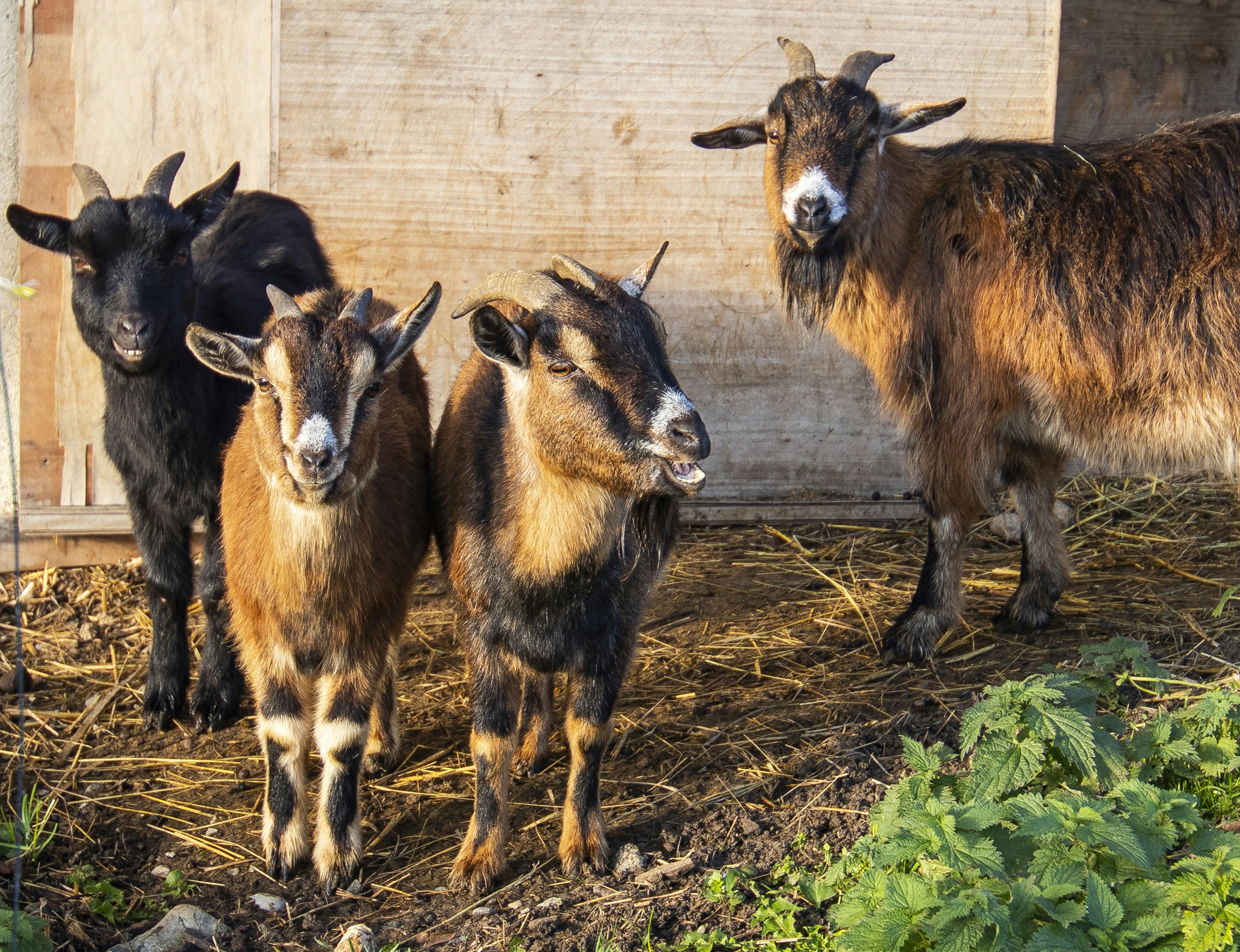 Three brown and one black goat standing in their paddock and looking at camera. Livestock breeding.