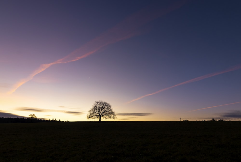 silhouette d’arbres sous le ciel bleu pendant la journée