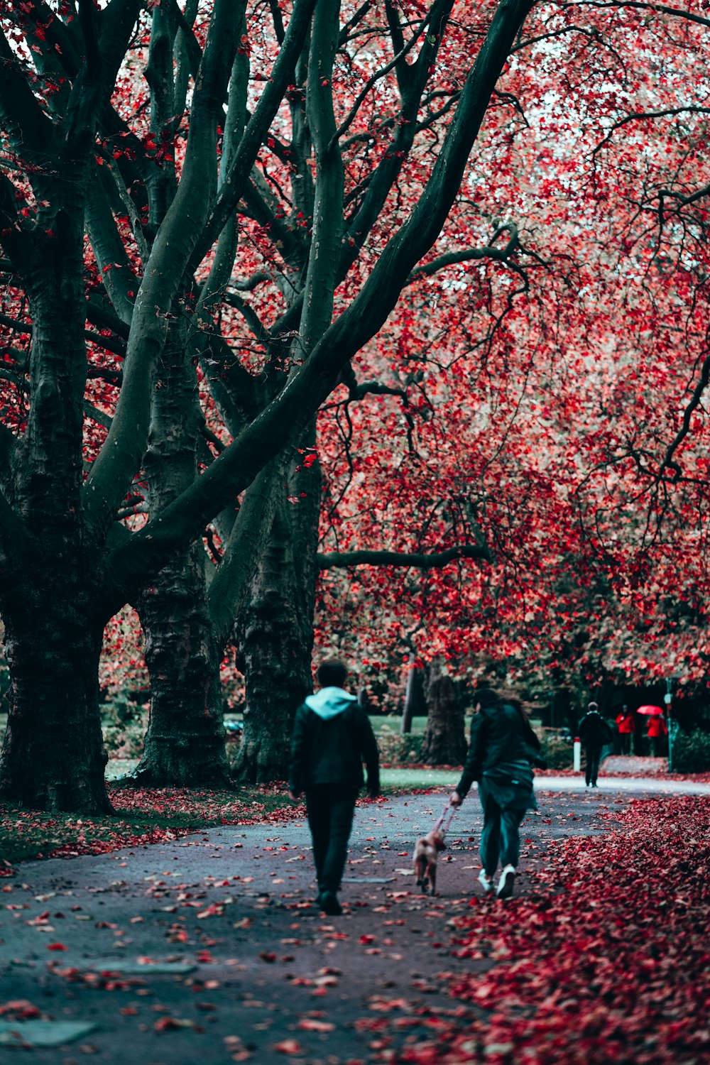 man in black jacket walking on sidewalk with cherry blossom trees