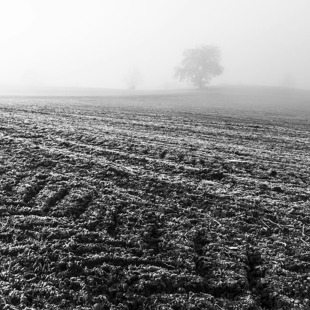 grayscale photo of trees and plants