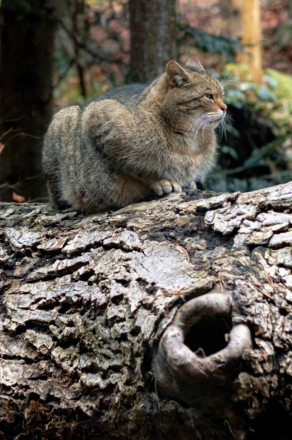 brown tabby cat on brown tree trunk