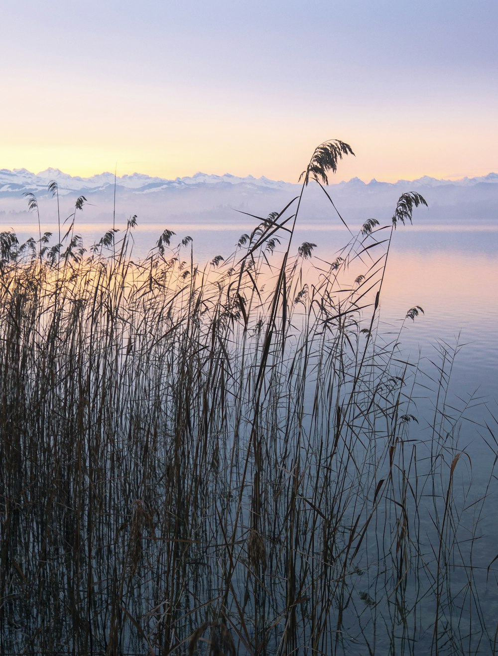 brown grass near body of water during daytime