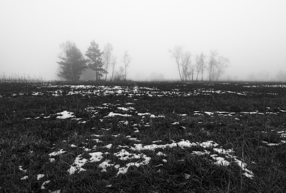 Foto in scala di grigi del campo d'erba