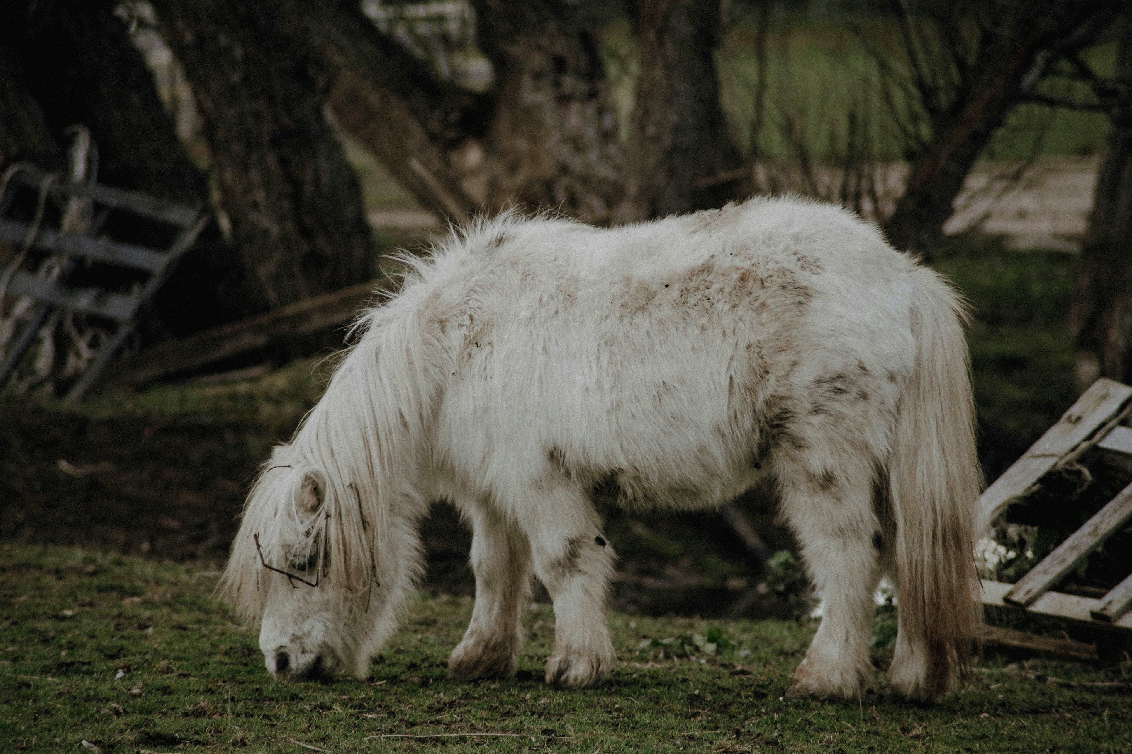 white horse on green grass field during daytime