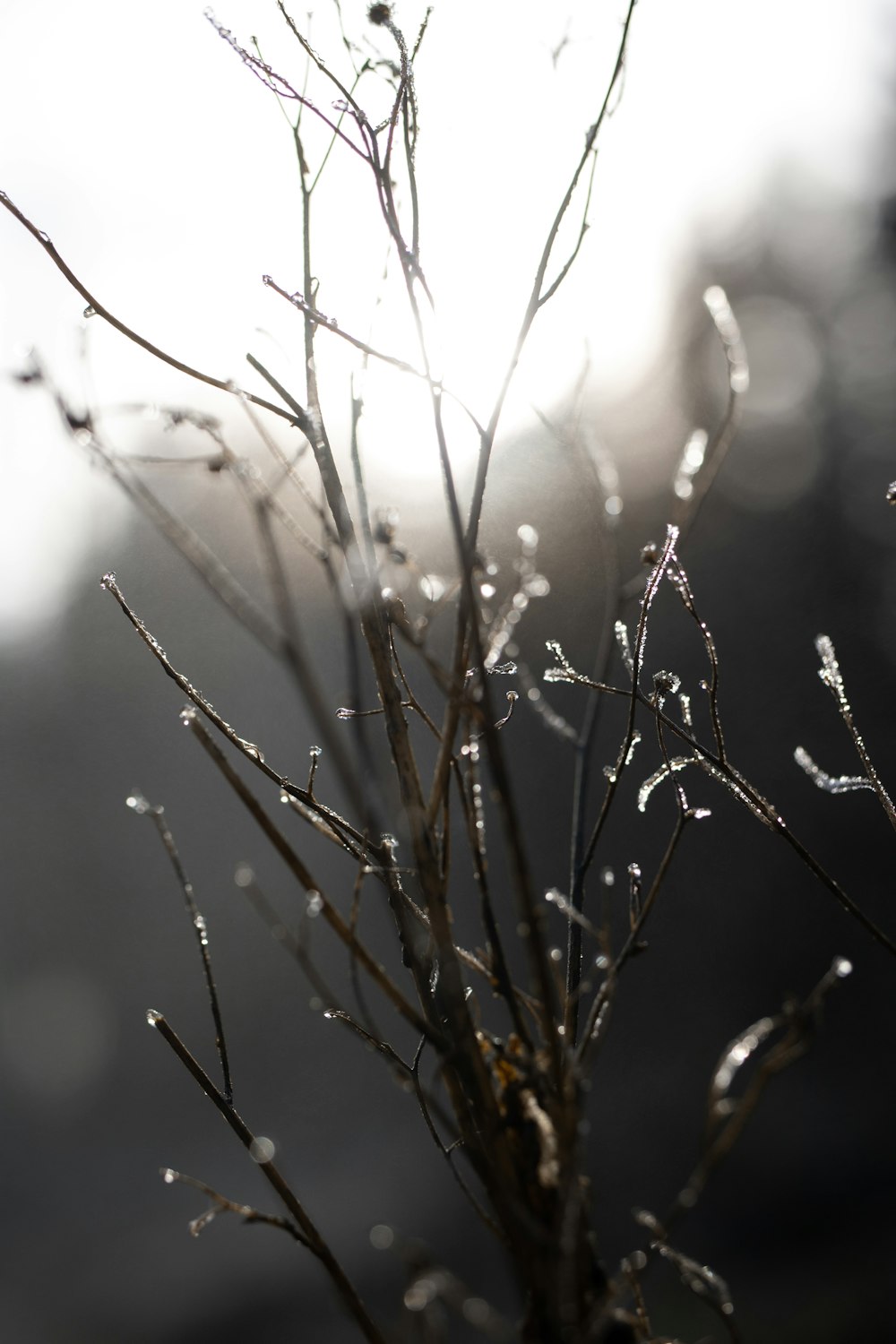 brown plant in close up photography