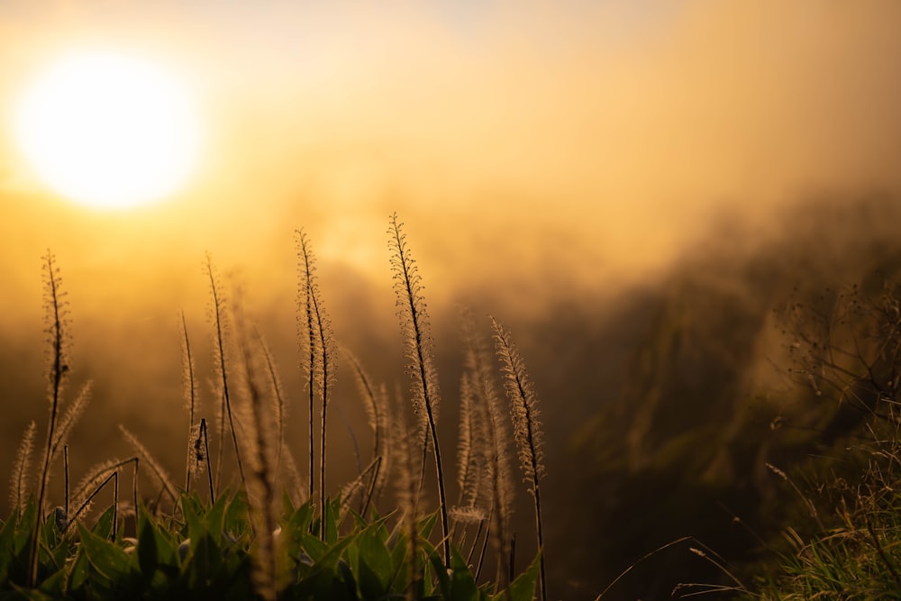 green grass field during sunset