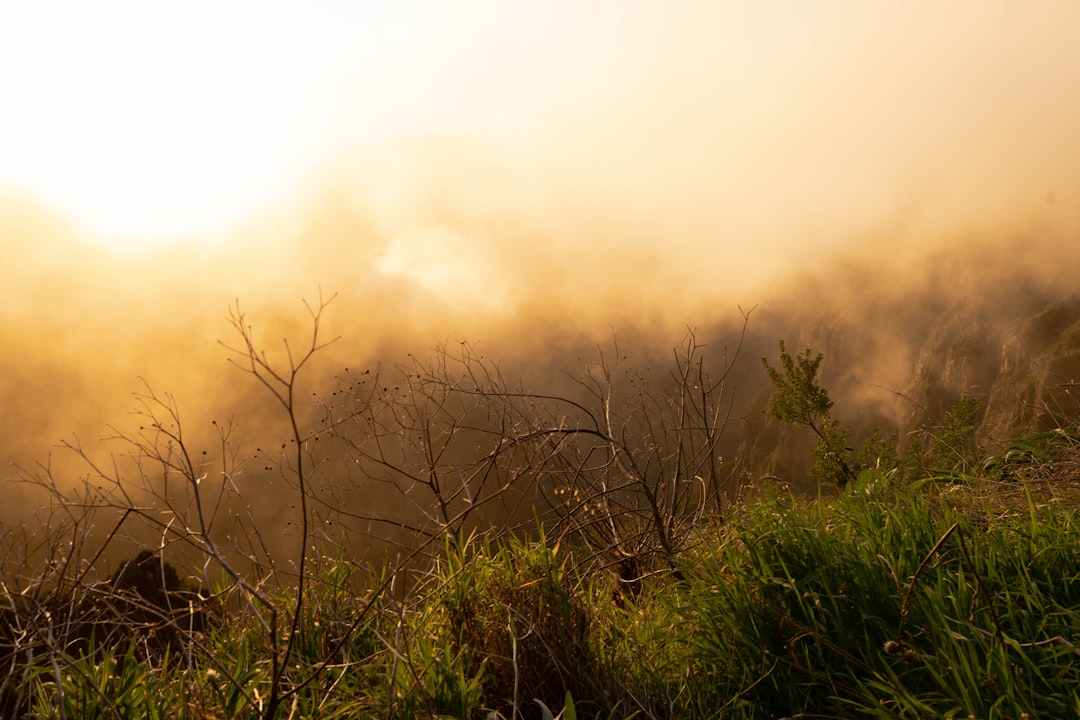 Hazy orange background, green foreground